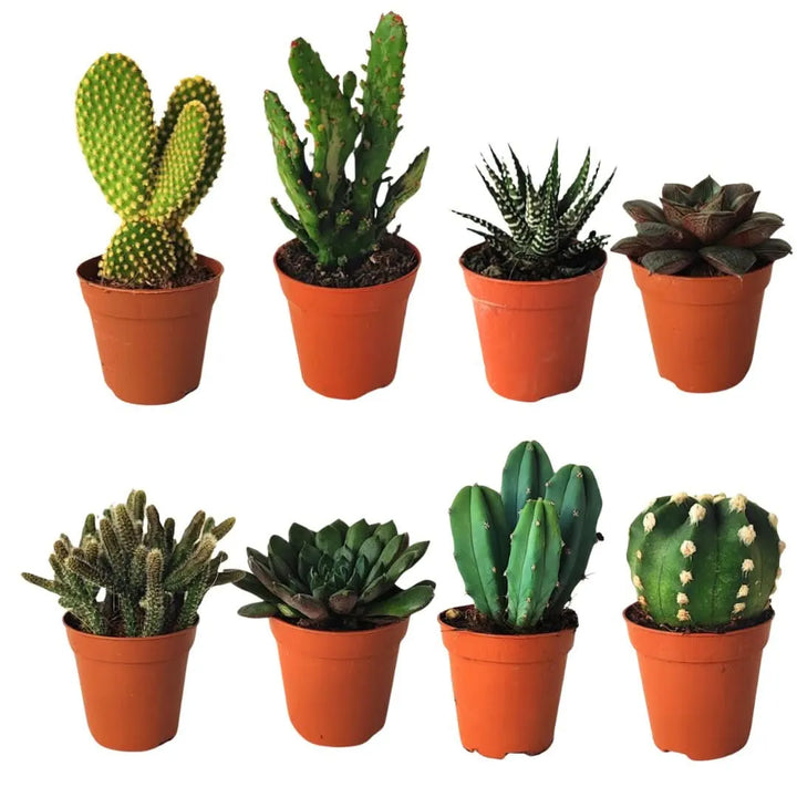 Kit piantine grasse per terrarium - i Giardini di Giulia