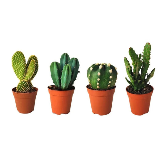 Kit piantine grasse per terrarium - i Giardini di Giulia