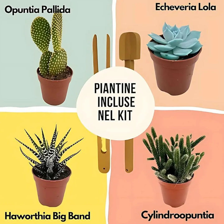 Grafica illustrata delle 4 piante grasse incluse nel Kit Terrarium Fai Da Te: Opuntia Pallida, Echeveria Lola, Haworthia Big Band e Cylindropuntia, con attrezzi in legno su sfondi colorati.