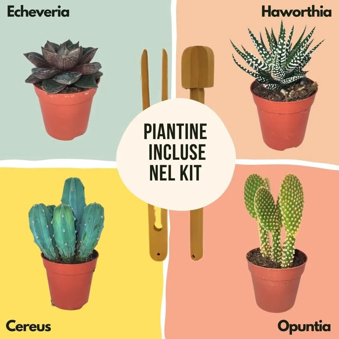 Piante grasse incluse nel kit: Echeveria, Haworthia, Opuntia e Cereus