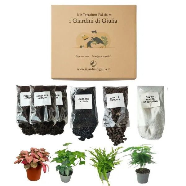 Kit Terrarium Fai da Te con 4 piante vere (Fittonia, Edera, Felce, Asparagus), substrati e scatola.