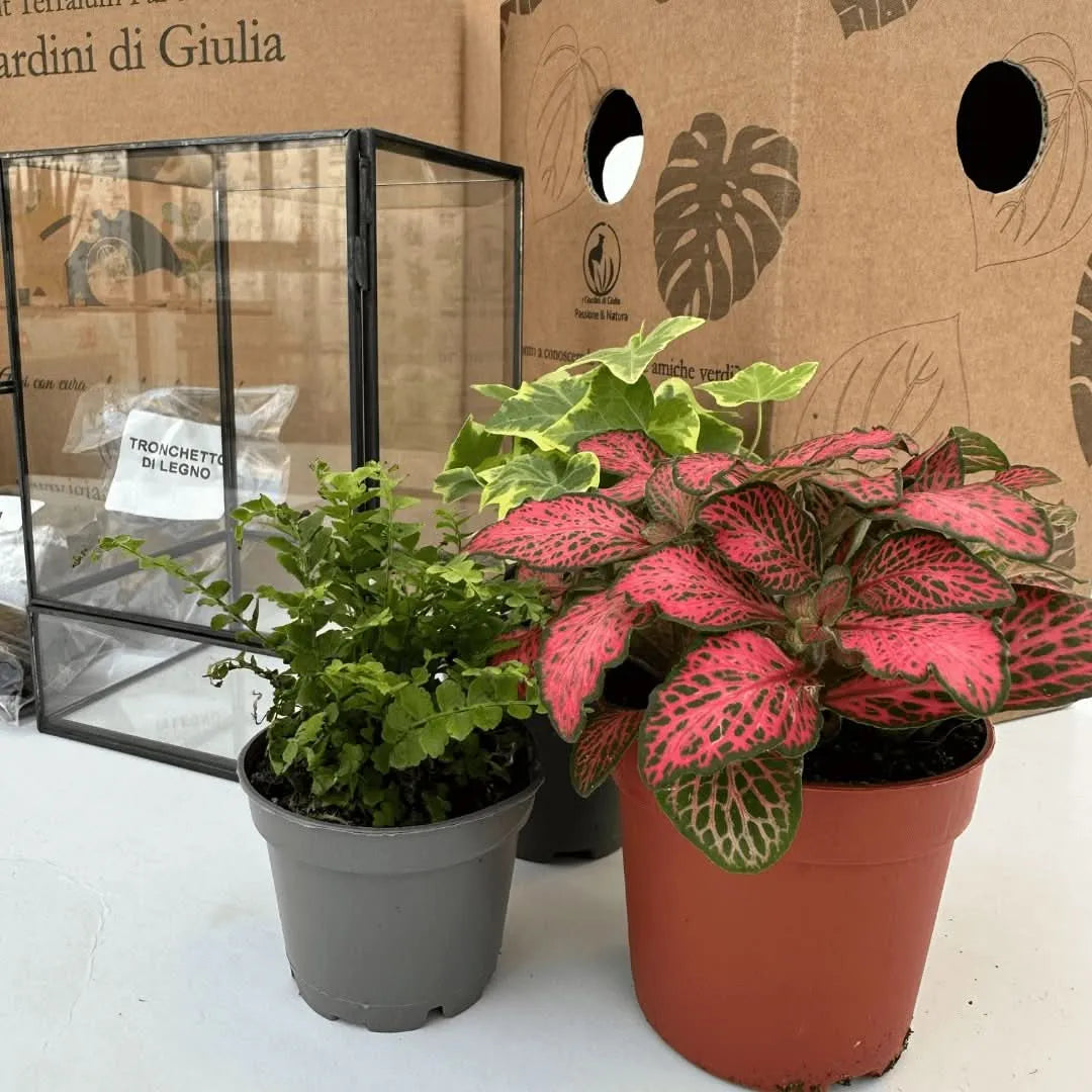 Dettaglio piante incluse nel Kit Terrarium Geometrico ADA: fittonia rosa, edera rampicante e felce in vaso davanti alla struttura in vetro con cornice nera, confezioni con substrati naturali e packaging I Giardini di Giulia sullo sfondo.