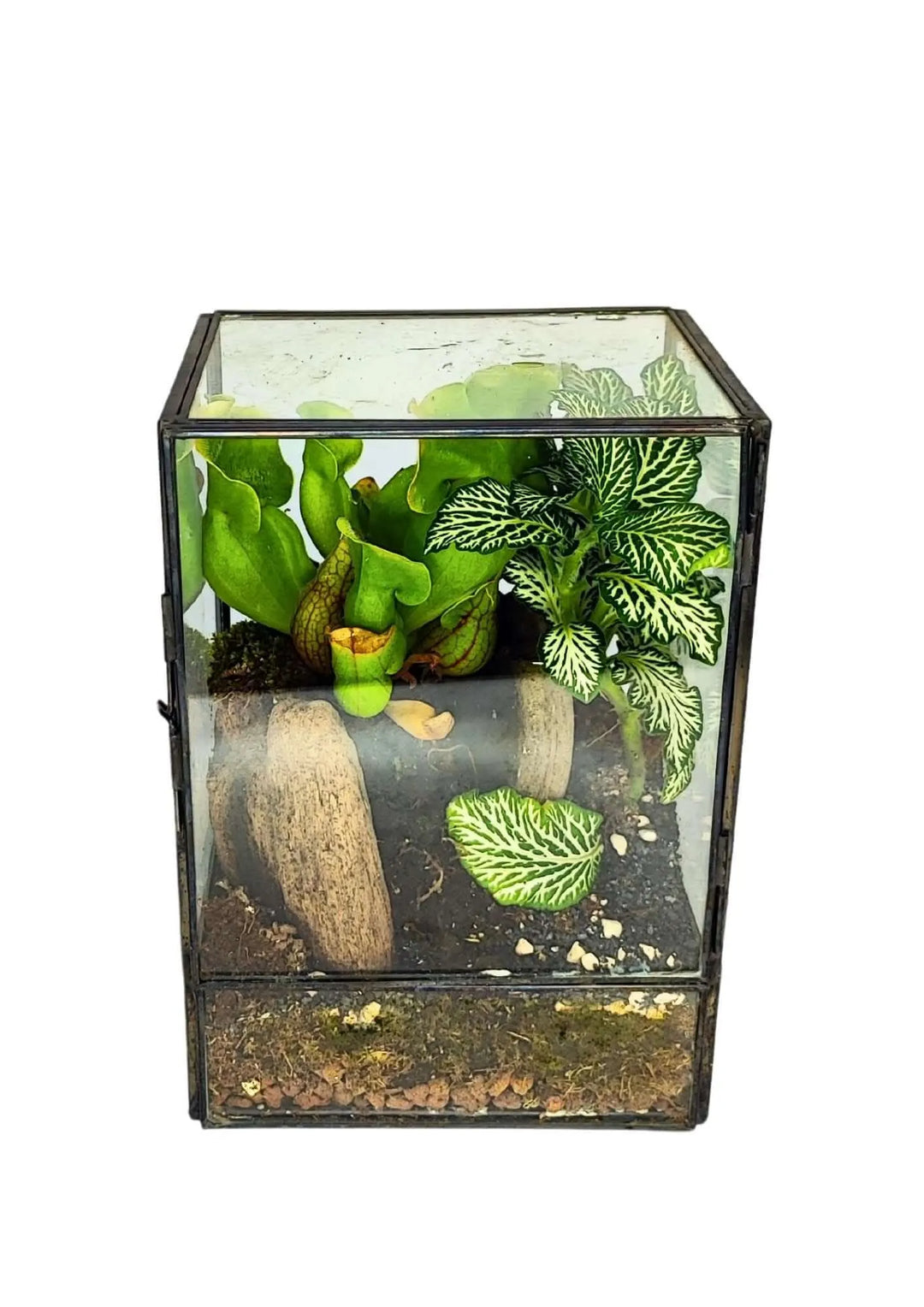 Terrarium geometrico ADA completato con piante tropicali e legni decorativi, allestito in contenitore in vetro e ferro nero, ideale per arredare interni con stile naturale e moderno.






