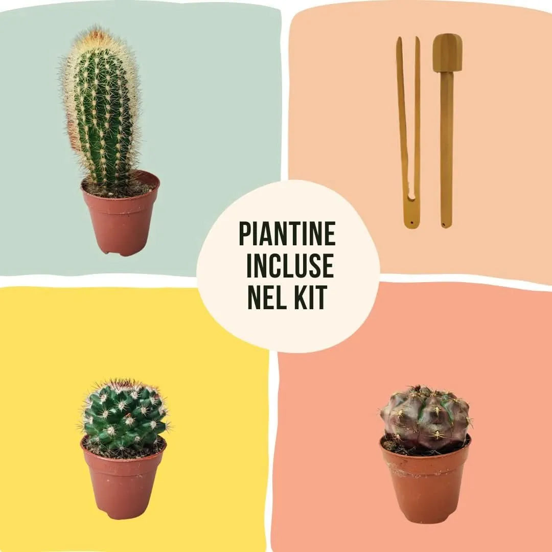 Tre piante grasse assortite incluse nel Kit Terrarium Fai da Te: cactus con forma colonnare, globoso e tondeggiante, accompagnate da utensili in legno per la composizione del terrarium.