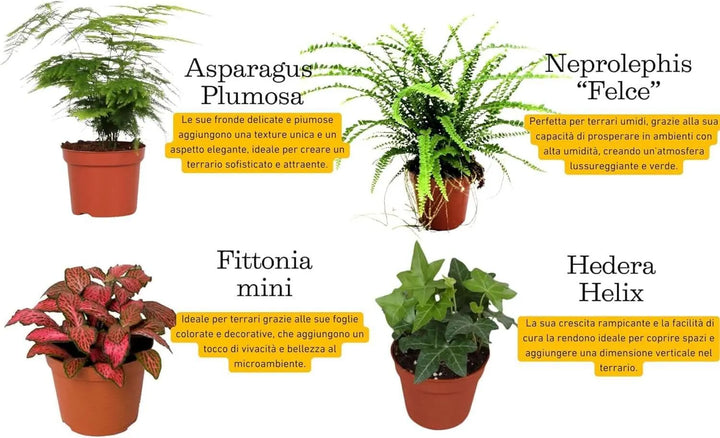 Le 4 piante da interno ideali per terrarium: Asparagus Plumosus con fronde leggere, Nephrolepis (Felce) perfetta per ambienti umidi, Fittonia mini con foglie colorate decorative, ed Edera Helix rampicante – tutte piante facili da curare e adatte a terrari chiusi o aperti.