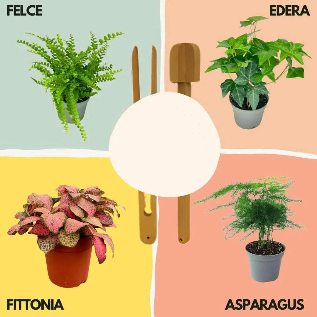 Kit Terrarium Lamparium Grande con piante verdi - i Giardini di Giulia 