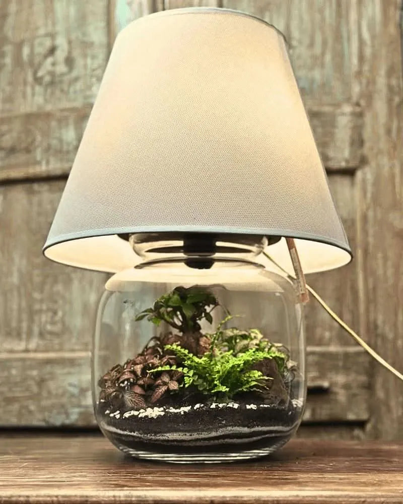 Terrarium Lamparium illuminato, con composizione interna di piante e materiali naturali