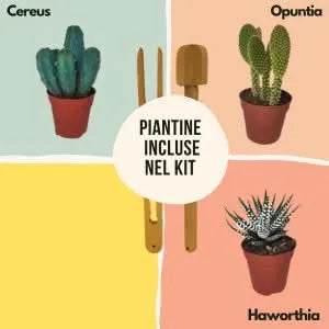Piantine incluse nel Kit Lamparium: Cereus, Opuntia, Haworthia

