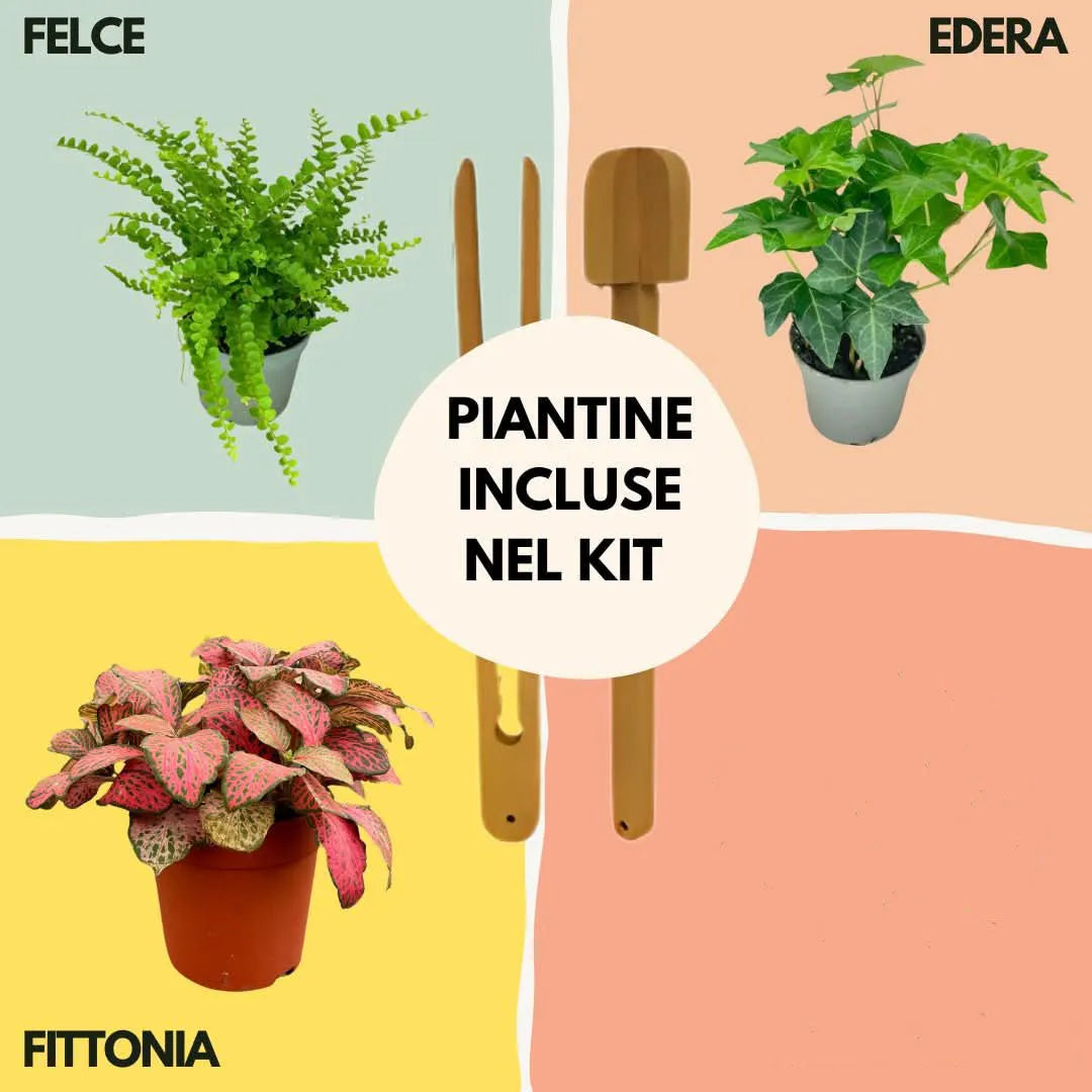 Kit Terrarium Lamparium Medio con piante verdi - i Giardini di Giulia 