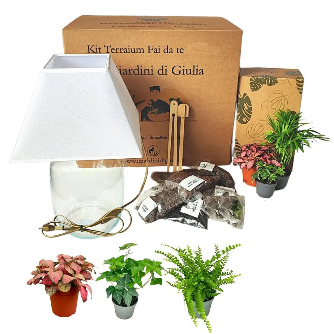 Kit Terrarium Lamparium Medio con piante verdi - i Giardini di Giulia 