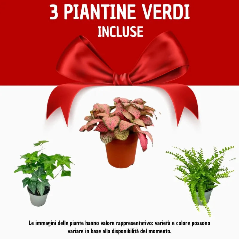 infografica che mostra le 3 piantine comprese nel kit terrarium 