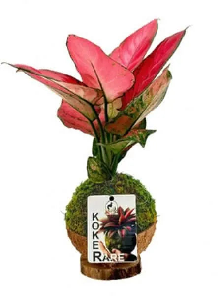 Kokedama Aglaonema Lucky Red - pianta decorativa con foglie rosse intense