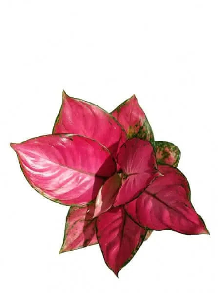 Dettaglio foglie Aglaonema Lucky Red - sfumature vibranti e luminose