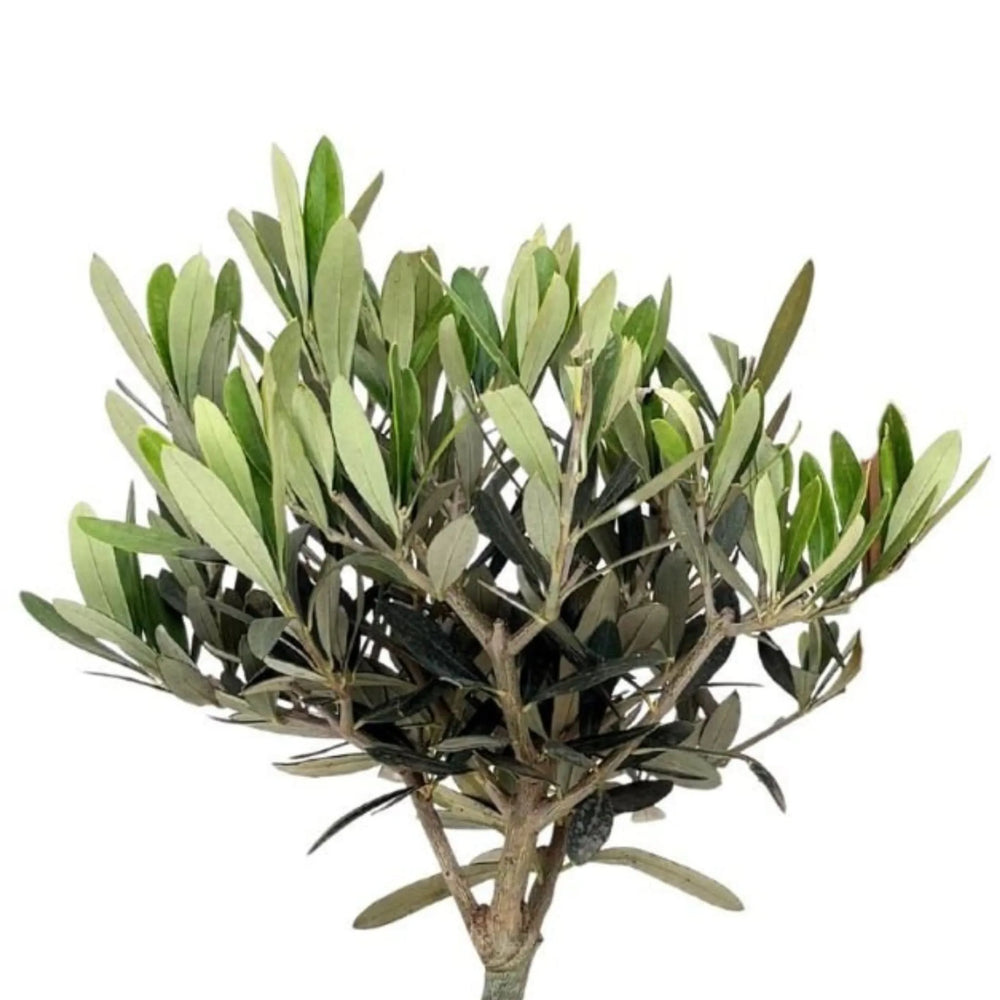 Foglie verdi e argentee del Bonsai di Olivo in kokedama, con dettaglio delle ramificazioni fitte e compatte tipiche della pianta mediterranea