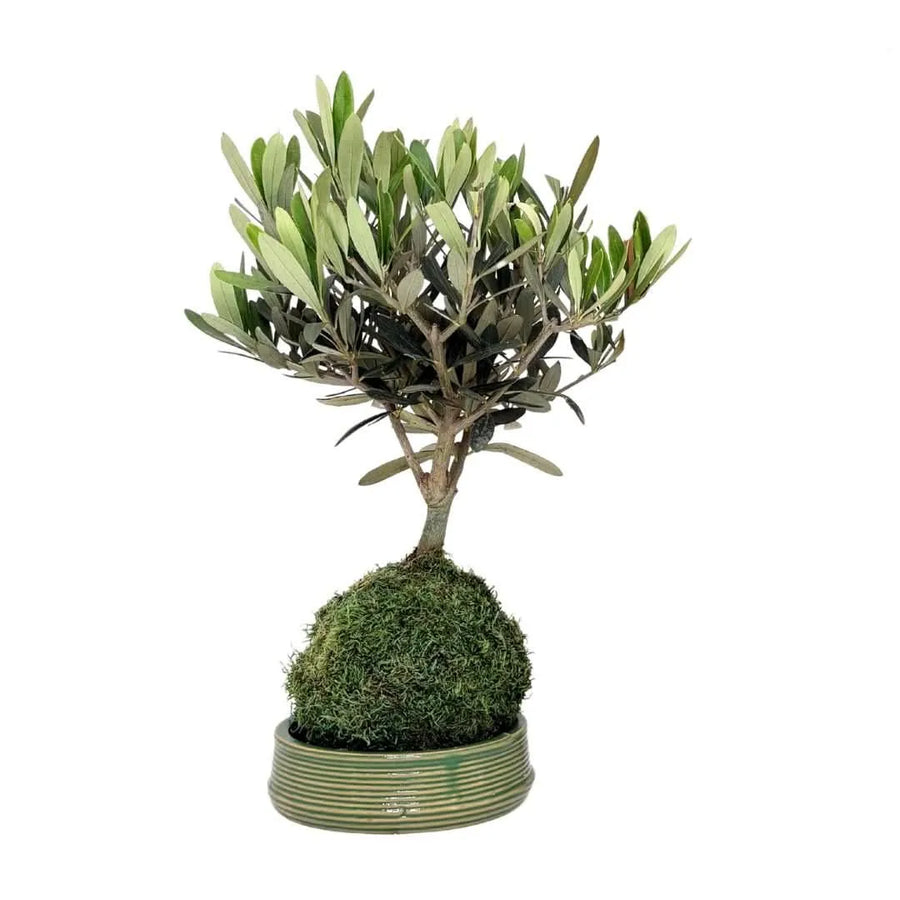 Kokedama Bonsai Olivo su base in ceramica artigianale, pianta d’appartamento dal design naturale con sfera di muschio e chioma mediterranea