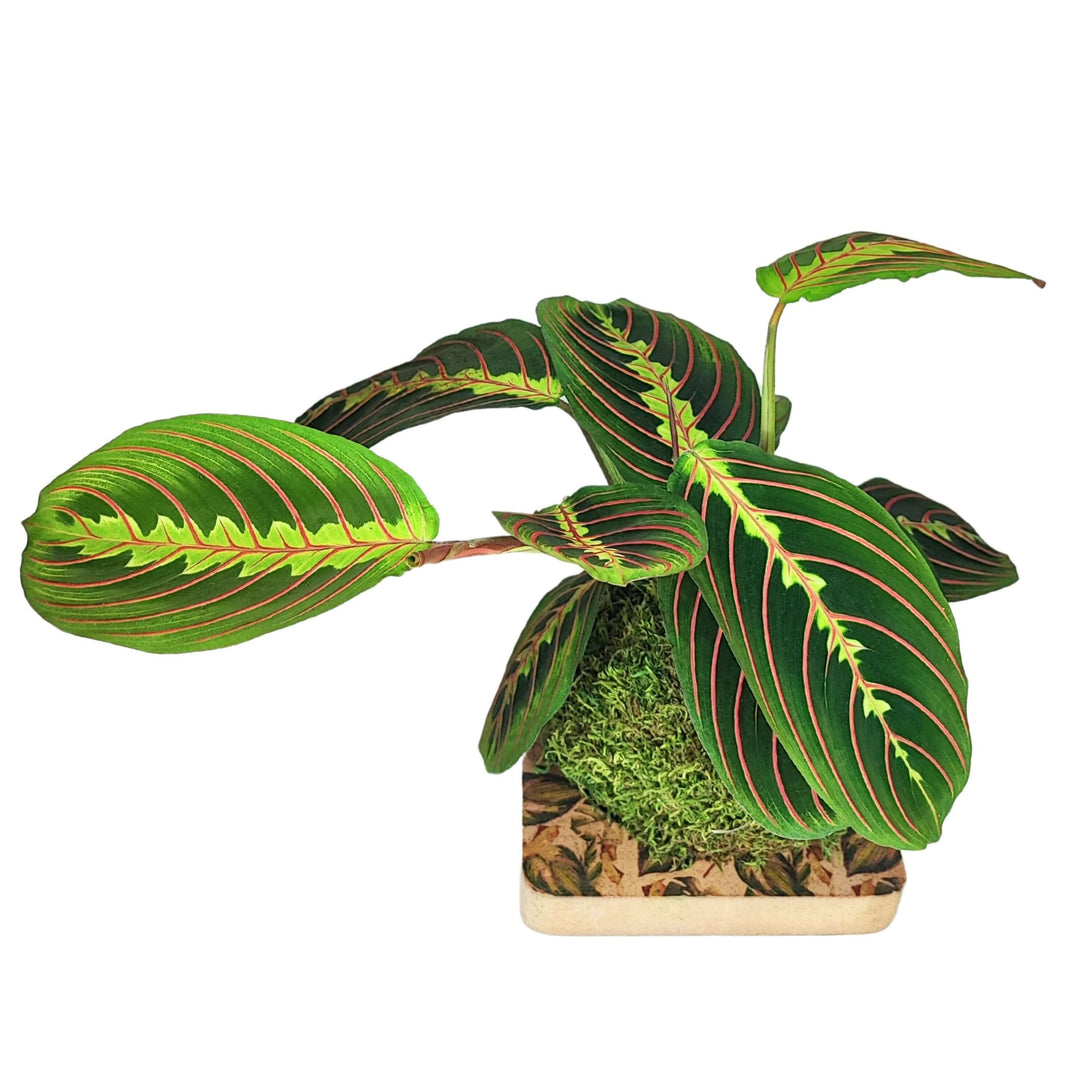 Kokedama Maranta - Altezza Pianta 35 cm, Diametro 20 cm - i Giardini di Giulia