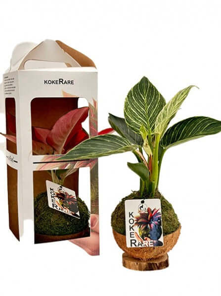 Kokedama Philodendron Birkin - Altezza Pianta 33 cm, Diametro 13,5 cm - i Giardini di Giulia