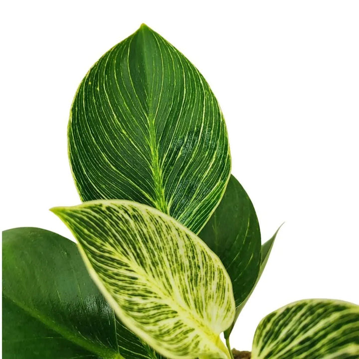 Dettaglio foglie variegate del Philodendron Birkin con venature bianche su sfondo verde scuro