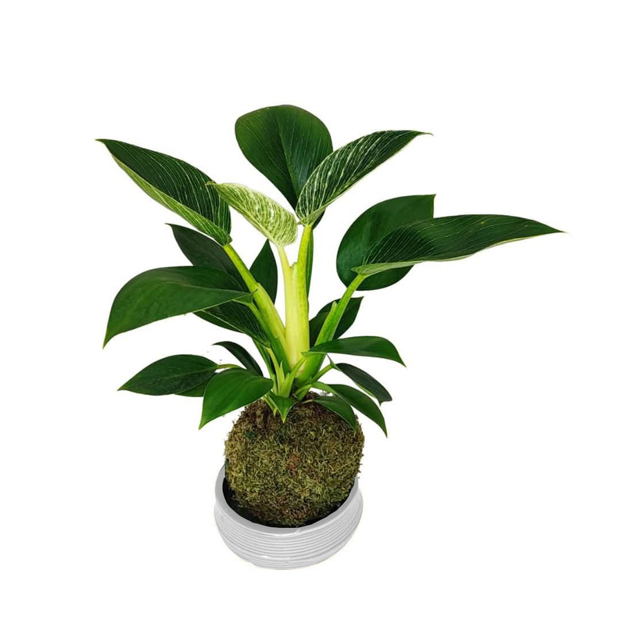 Kokedama Philodendron Birkin con sfera di muschio su base in ceramica artigianale verde oliva
