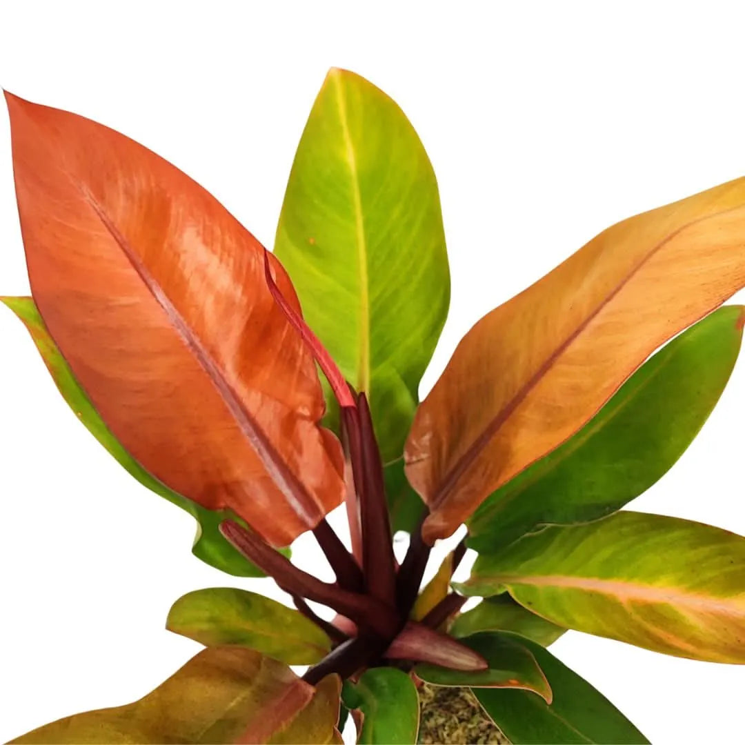 Dettaglio delle foglie del Philodendron Prince Orange in kokedama, con venature marcate e tonalità cangianti dal verde al rame su fondo bianco, pianta decorativa d'interno firmata I Giardini di Giulia.