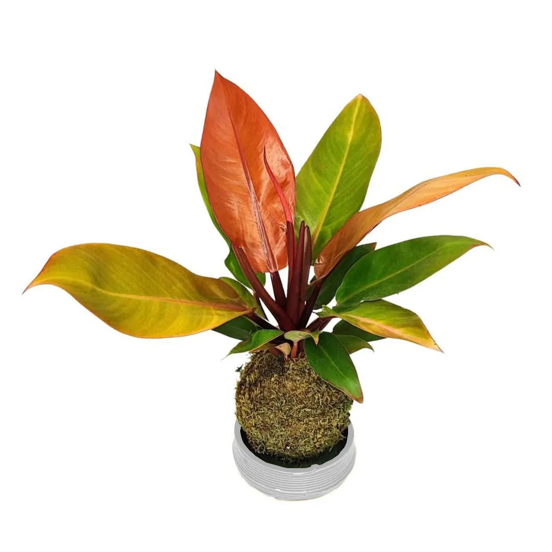 Primo piano delle foglie del Philodendron Prince Orange, con sfumature decorative che variano dal verde all’arancione acceso su sfondo bianco
