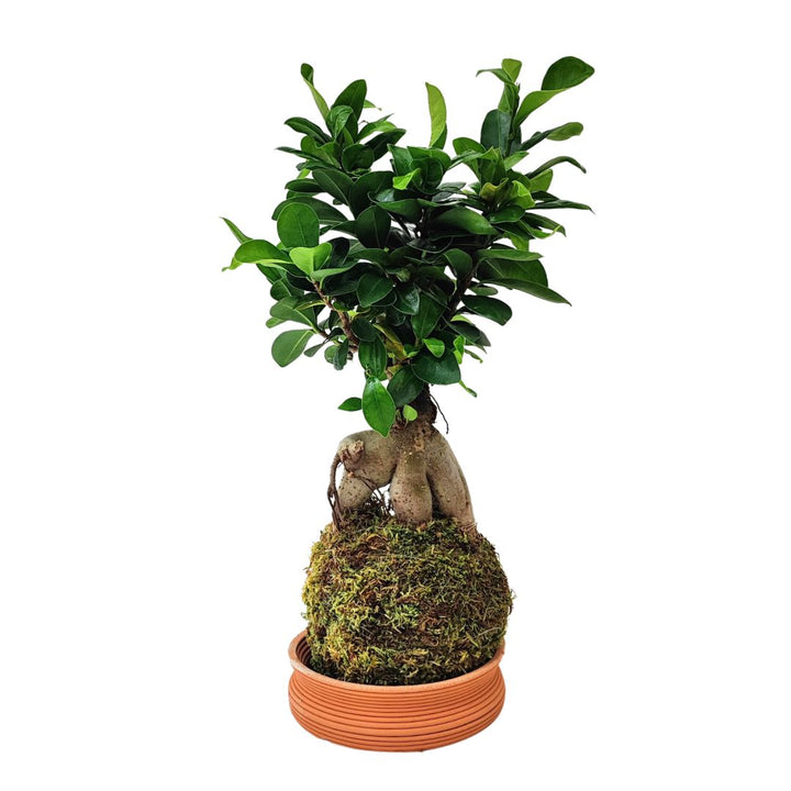 Kokedama Bonsai Ficus Ginseng - i Giardini di Giulia  