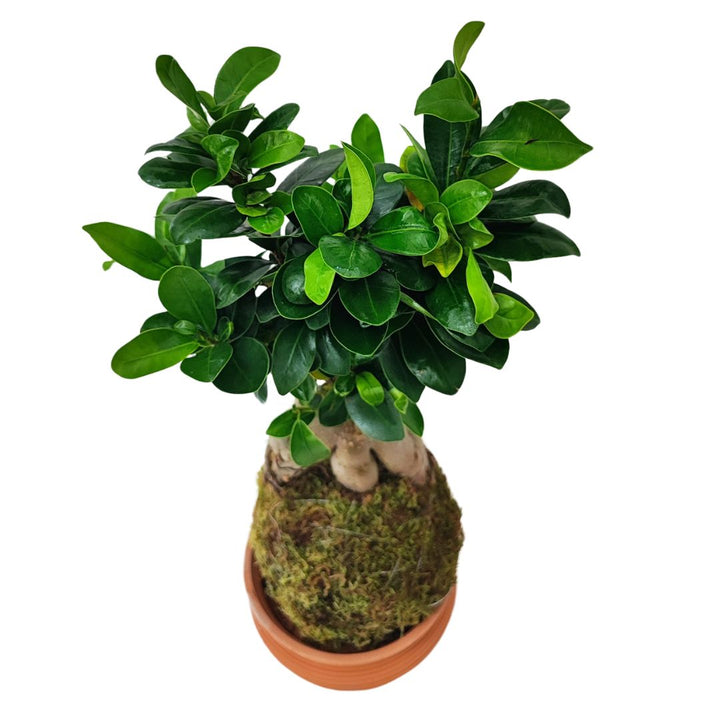 Kokedama Bonsai Ficus Ginseng - i Giardini di Giulia  