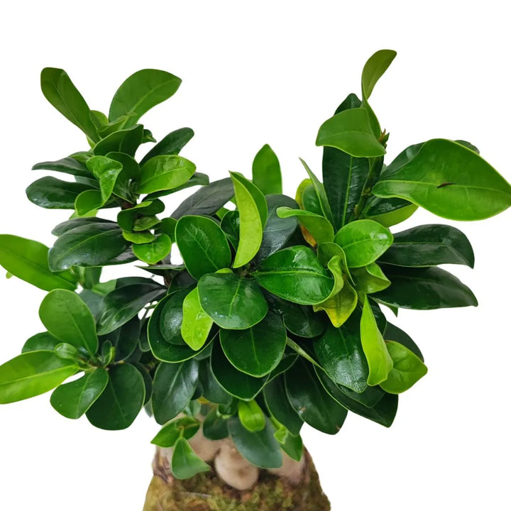Kokedama Bonsai Ficus Ginseng - i Giardini di Giulia  