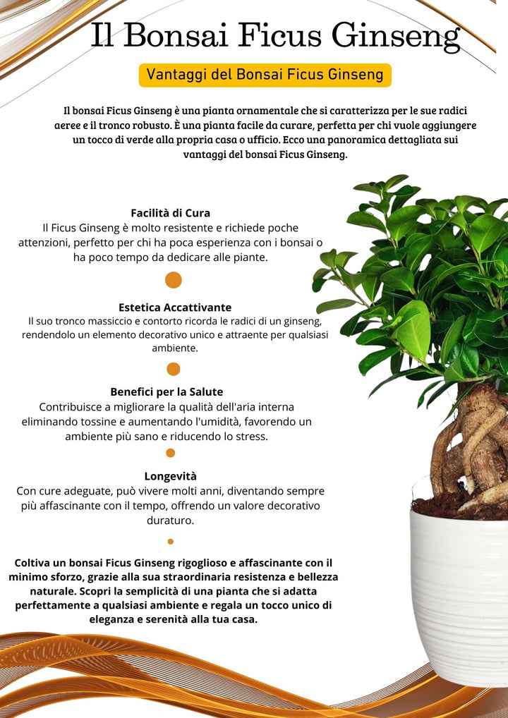 Bonsai Ficus Ginseng Bergamo Grande