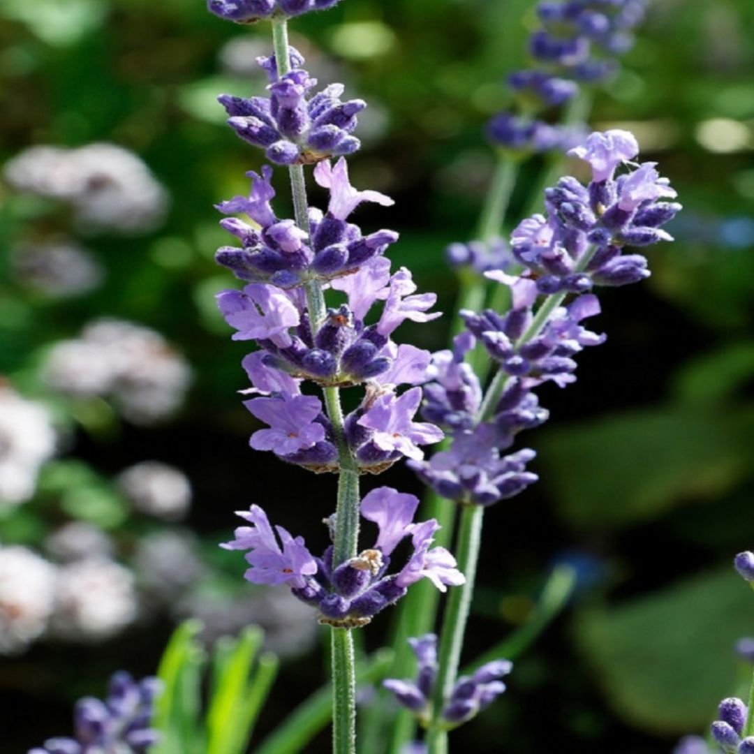 Lavanda Angustifolia D. 18 cm Altezza 35 cm - i Giardini di Giulia