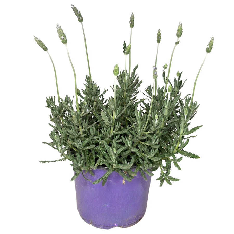 Lavandula dentata variegata D. 18 CM H. 40 CM - i Giardini di Giulia