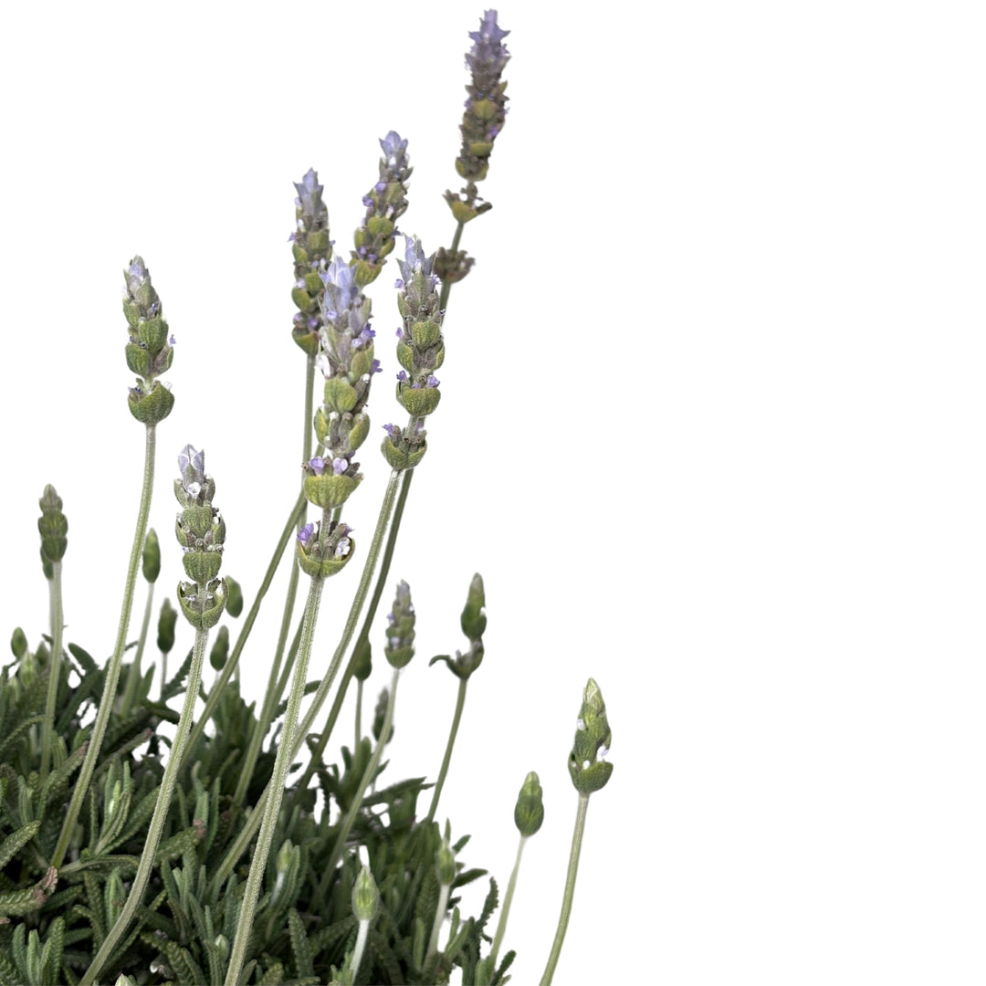 Lavandula Dentata Variegata D. 24 CM H. 55 CM - i Giardini di Giulia