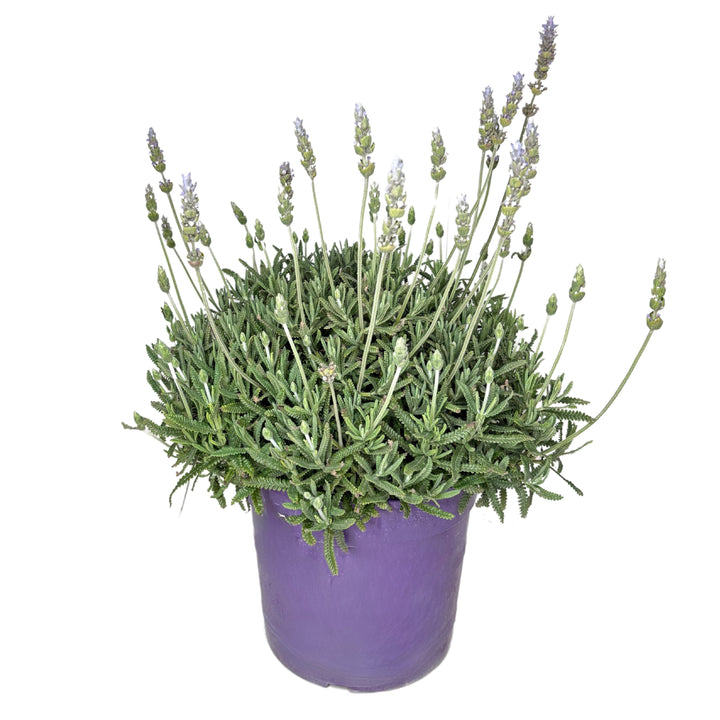 Lavandula Dentata Variegata D. 24 CM H. 55 CM - i Giardini di Giulia