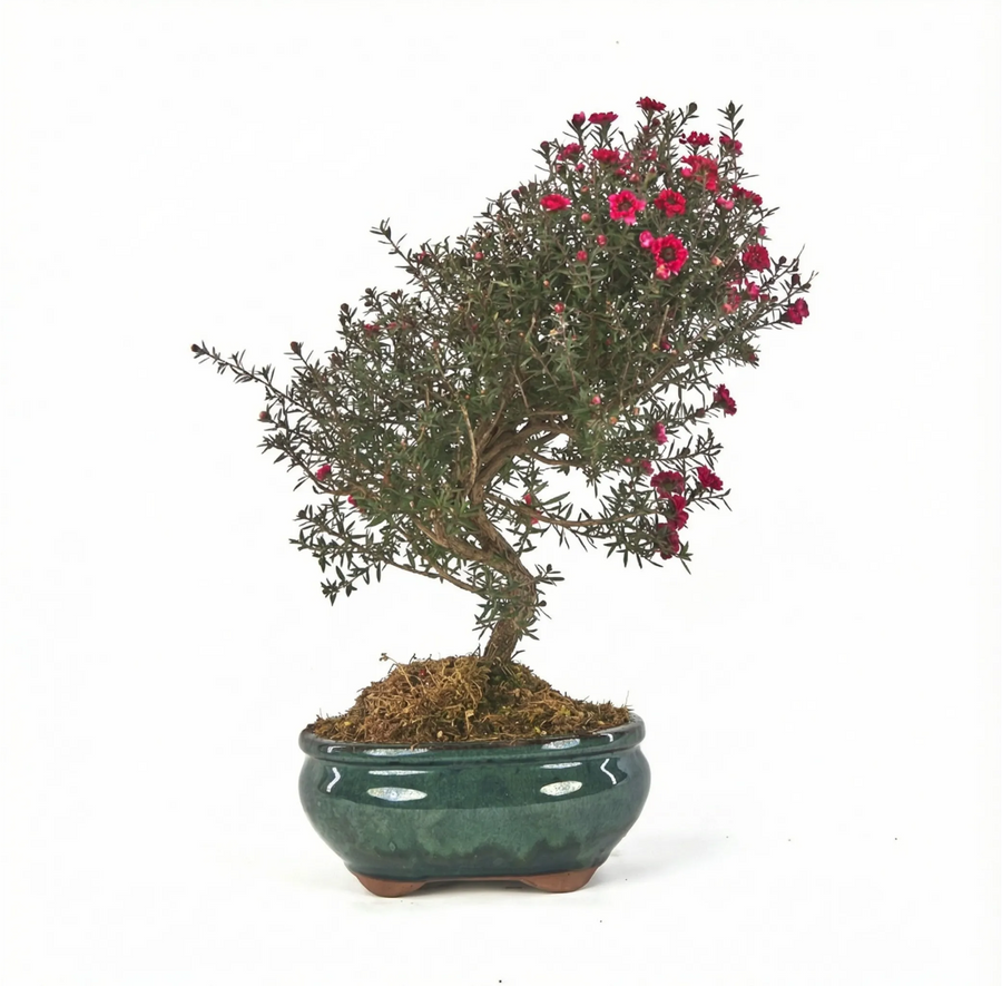 Bonsai Leptospermum scoparium 9 anni con fiori rosa in vaso verde su sfondo bianco