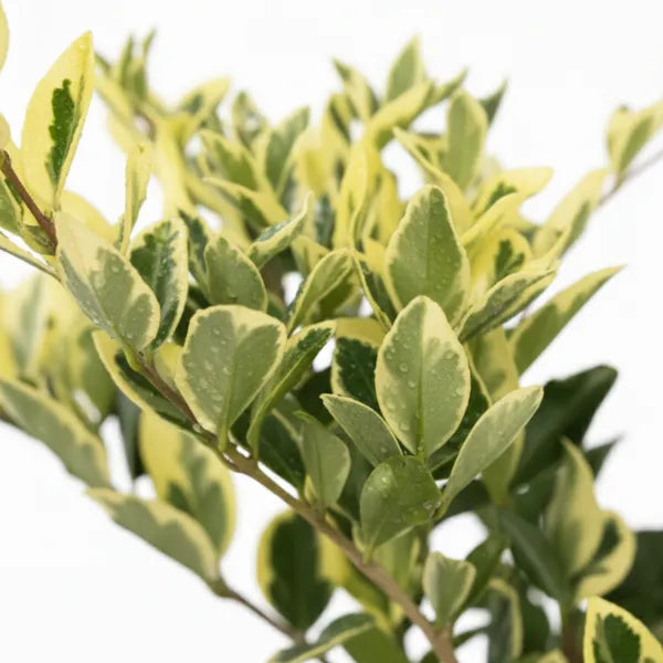 Dettaglio foglie variegate verdi e gialle di ligustrum texanum con rami sottili