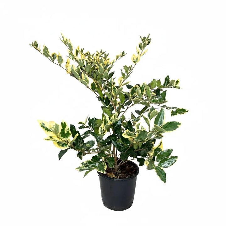 Ligustrum texanum pianta da esterno in vaso nero con foglie variegate verdi e gialle su sfondo bianco