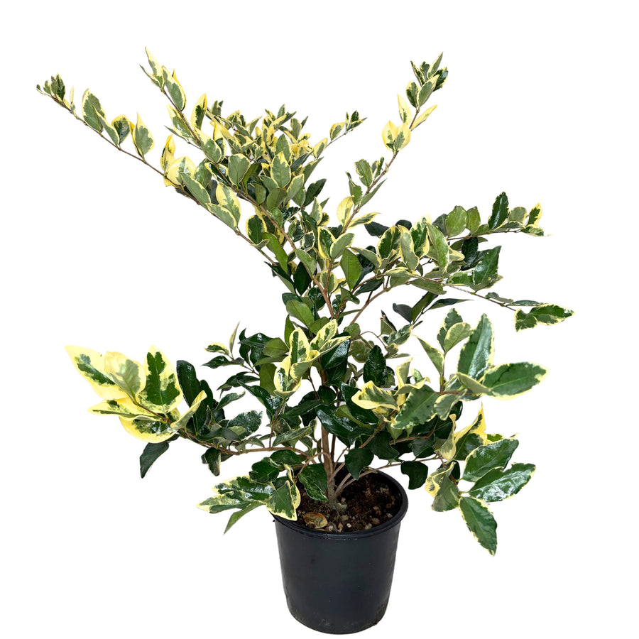 Ligustrum Texanum variegato D. 18 CM H.70 CM - i Giardini di Giulia