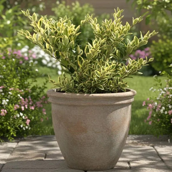 Ligustrum texanum in vaso decorativo posizionato su pavimentazione esterna in giardino