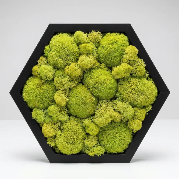 quadro licheni stabilizzati - dettaglio texture morbida dei licheni verdi