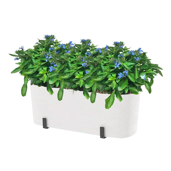 Kit Fioriera Paros 40 cm con 3 piante di Lobelia, perfetto per balconi