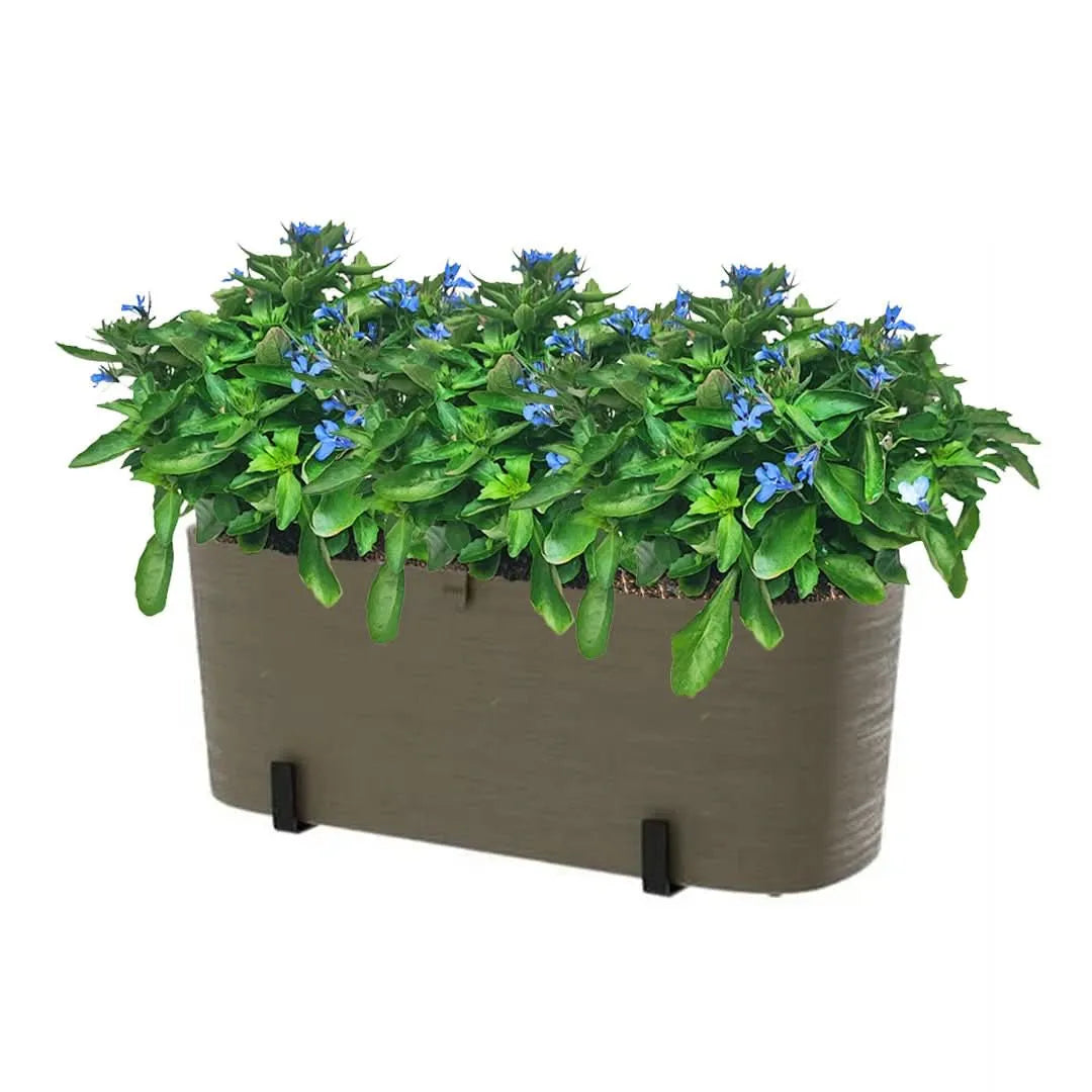 Kit Fioriera Paros 40 cm con 3 piante di Lobelia, perfetto per balconi