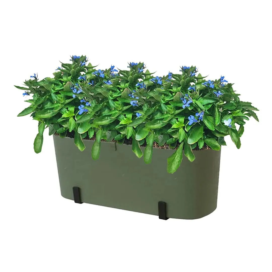 Kit Fioriera Paros 40 cm con 3 piante di Lobelia, perfetto per balconi