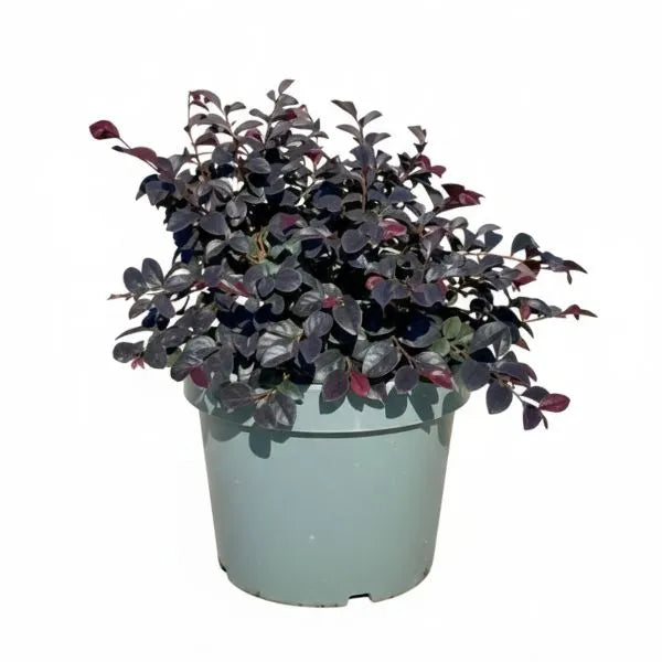 Loropetalum pianta da esterno in vaso con foglie porpora scuro su sfondo bianco