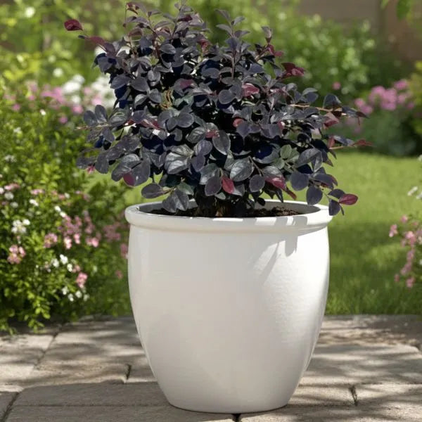 Loropetalum in vaso bianco posizionato su pavimentazione esterna in giardino