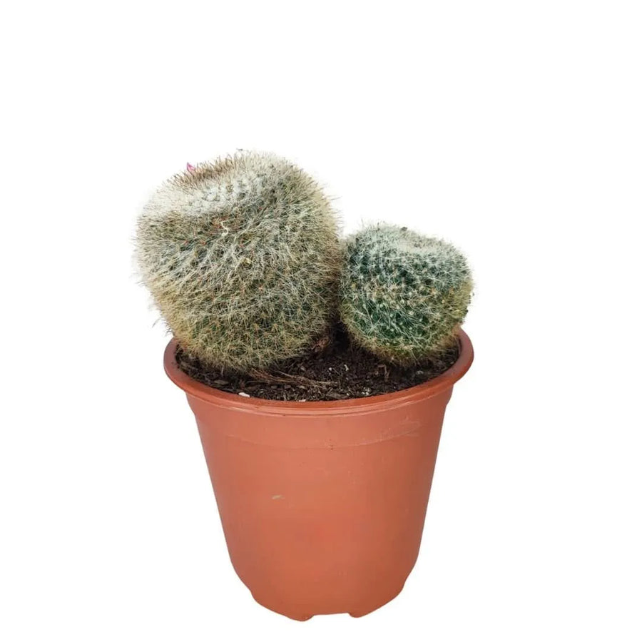 Pianta grassa Mammillaria in vaso da 17 cm, vista frontale con due esemplari rotondi