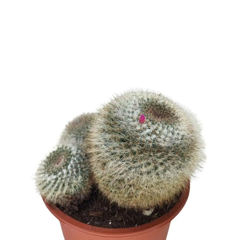 Dettaglio della Mammillaria con fiore rosa in cima, spine disposte a raggiera

