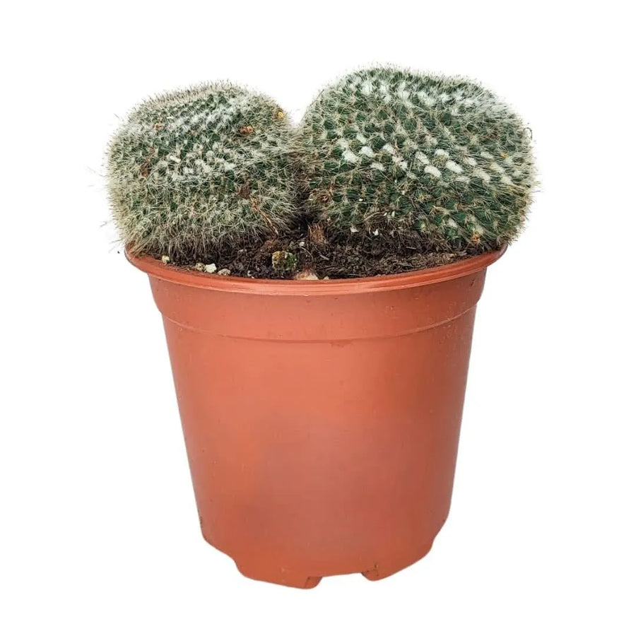 Cactus Mammillaria Hahniana in vaso da 17 cm con due corpi globosi e spine argentate