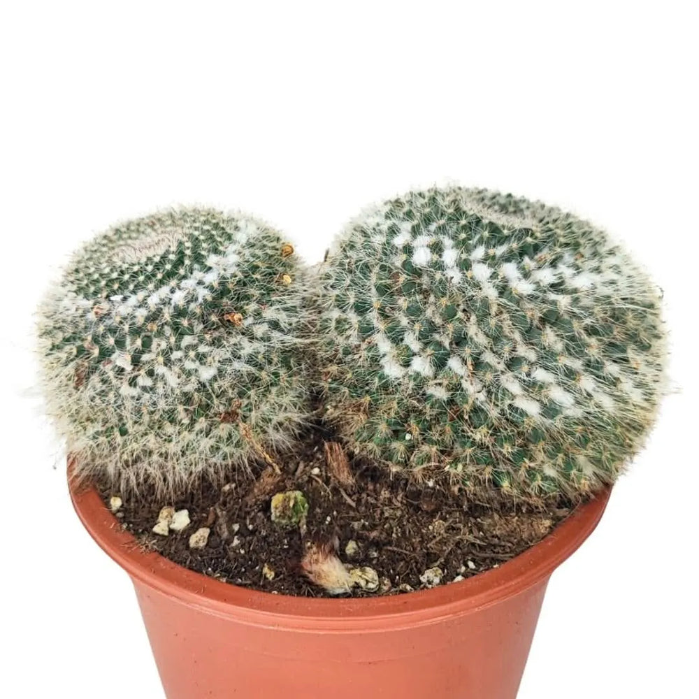 Dettaglio della Mammillaria Hahniana con fitta peluria bianca e forma tondeggiante