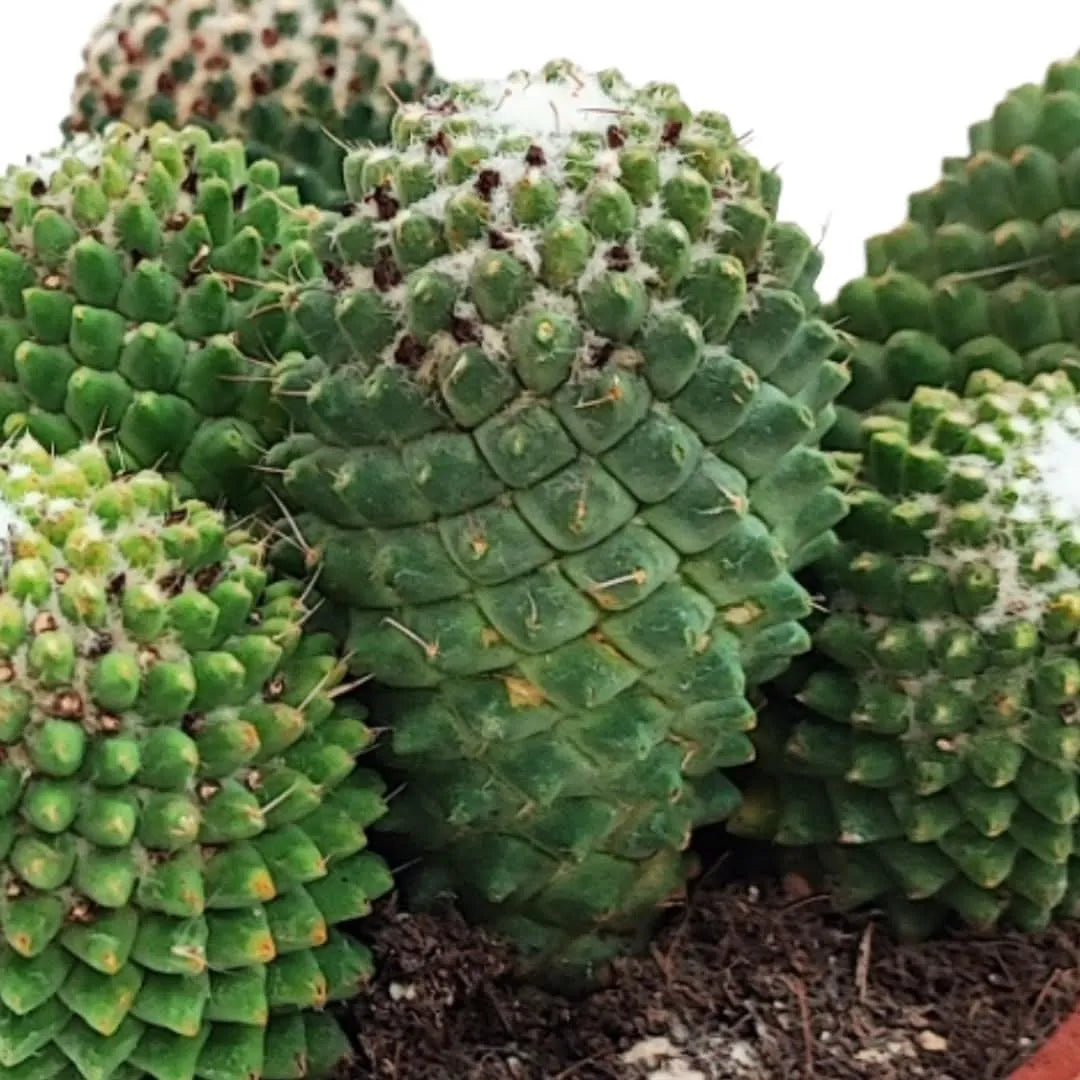 Primo piano del fusto della Mammillaria Toluca con disposizione geometrica delle areole

