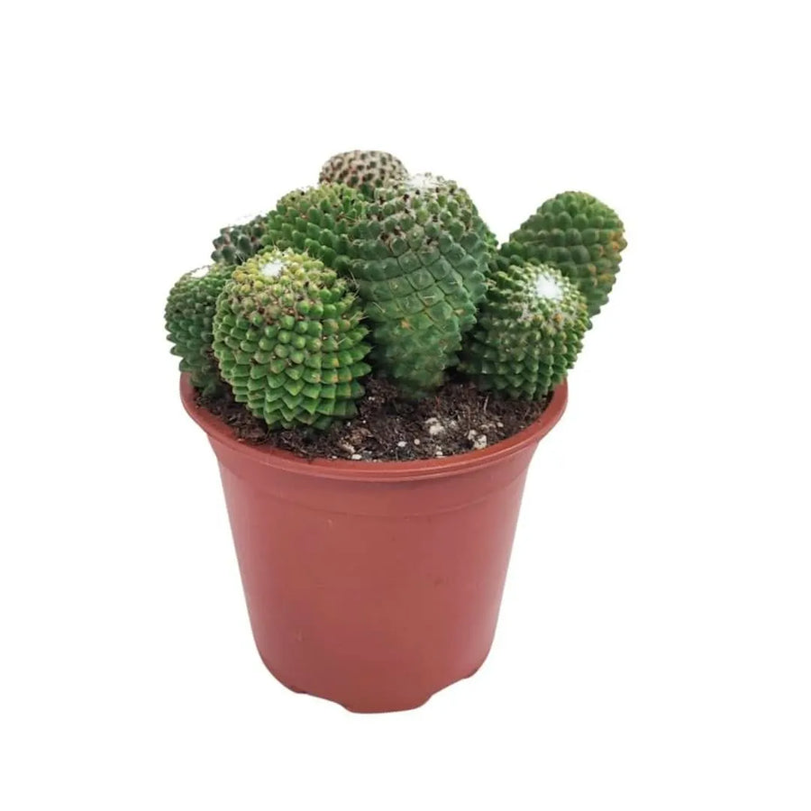 Cactus Mammillaria Toluca in vaso da 17 cm visto frontalmente

